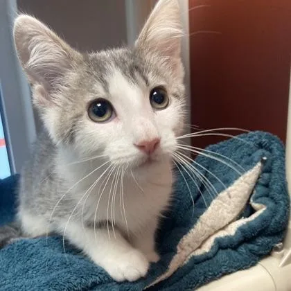 A baby small-sized male Domestic Short Hair cat named Ron for adoption in Janesville, WI