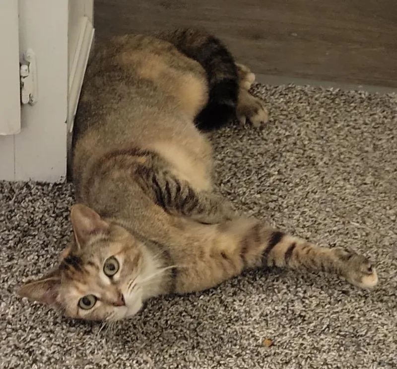 An adult medium-sized female Domestic Short Hair cat named Rosalie for adoption in Troy, MI