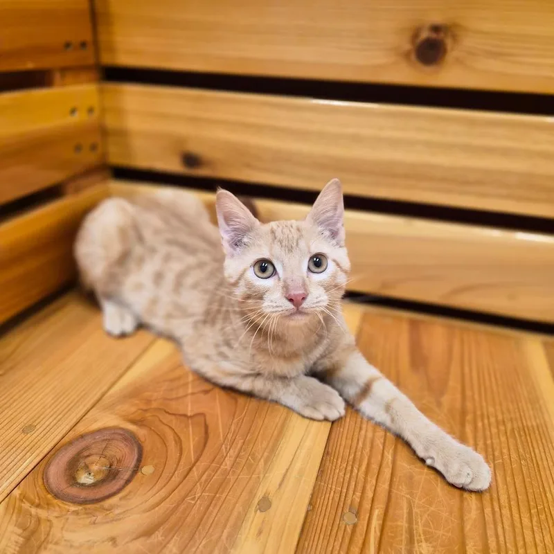 A baby small-sized male Orange / Red Domestic Short Hair cat named Franklin for adoption in Woodstock, IL