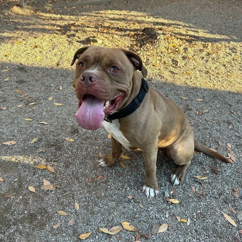 Tupac 'pac' thumbnail 2