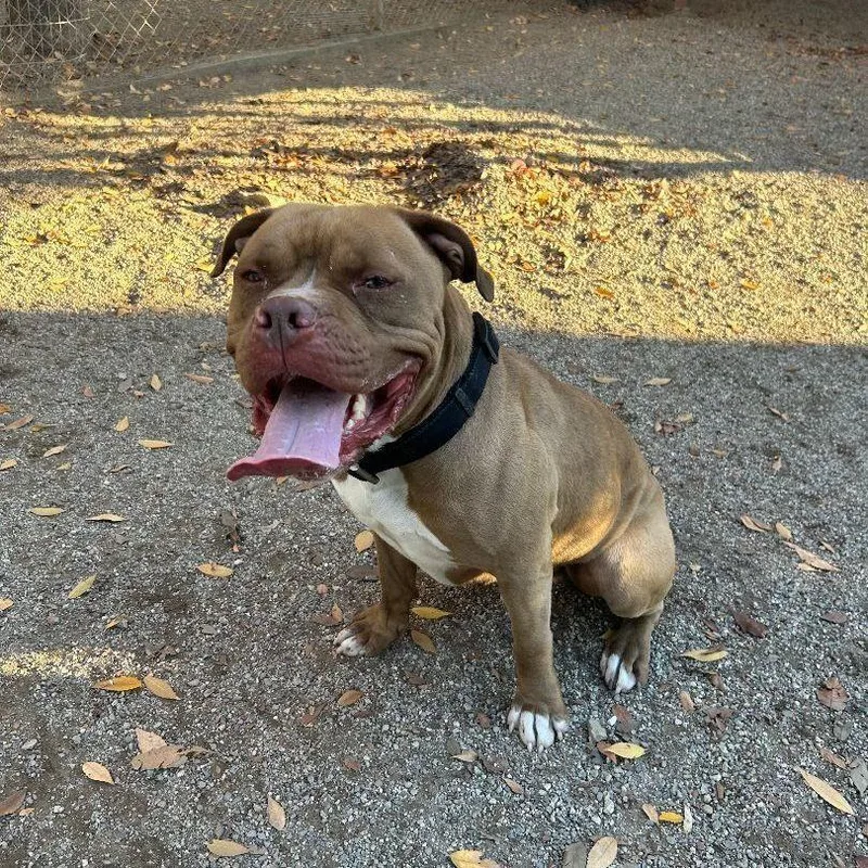 Tupac 'pac' thumbnail 3