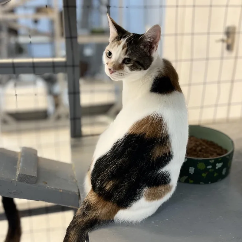 Silly Sally thumbnail 2