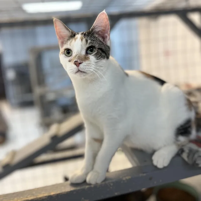 Silly Sally thumbnail 3