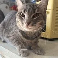 A young small-sized male Gray / Blue / Silver Domestic Short Hair cat named Claude Hudson for adoption in Merrifield, VA