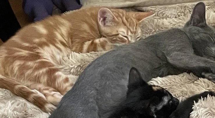 A baby medium-sized male Orange / Red Domestic Short Hair cat named Tui for adoption in Walled Lake, MI