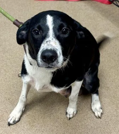 An adult medium-sized female Mixed Breed dog named Leondra for adoption in Chamblee, GA