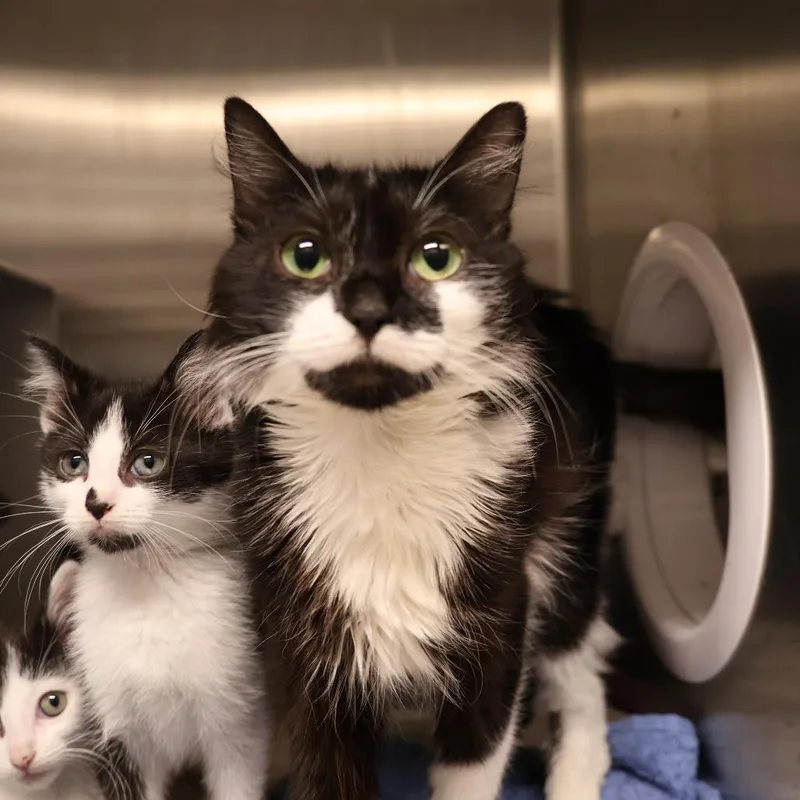 An adult medium-sized female Black Domestic Medium Hair cat named Daisy for adoption in Briarcliff Manor, NY