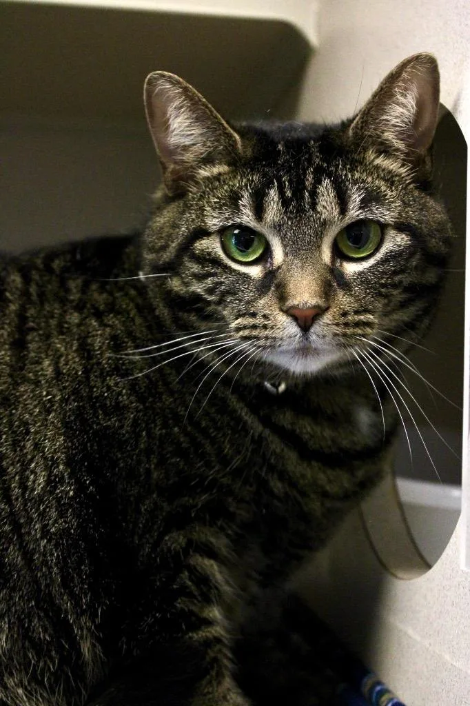 A young medium-sized female Domestic Short Hair cat named Manny for adoption in Morgantown, KY