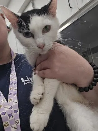 An adult medium-sized female Domestic Short Hair cat named Eleven for adoption in Atlanta, GA