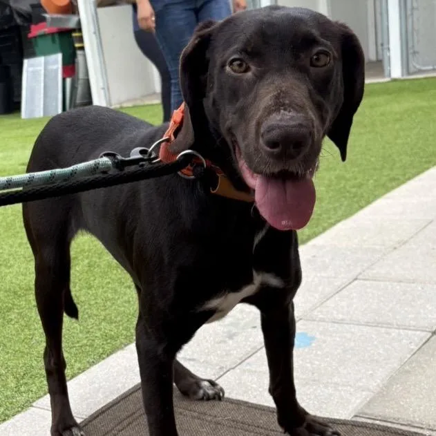 An adult medium-sized female Chocolate Labrador Retriever dog named River for adoption in Tampa, FL