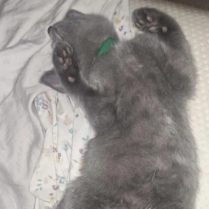 A baby small-sized female Domestic Short Hair cat named Gwen for adoption in Janesville, WI