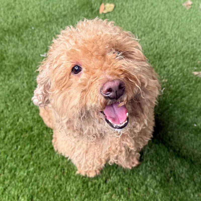 An adult small-sized female Yellow / Tan / Blond / Fawn Poodle dog named Swiffer for adoption in LOXAHATCHEE, FL