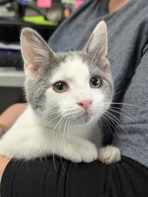 A baby medium-sized male Domestic Short Hair cat named Timmy for adoption in Canfield, OH
