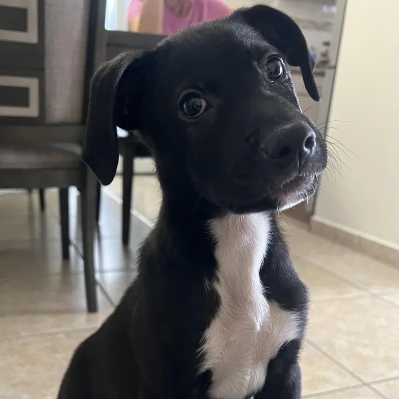 A baby medium-sized male Black Labrador Retriever dog named Polo  The Most for adoption in Carolina, PR