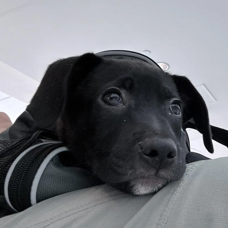 Polo  The Most thumbnail 3