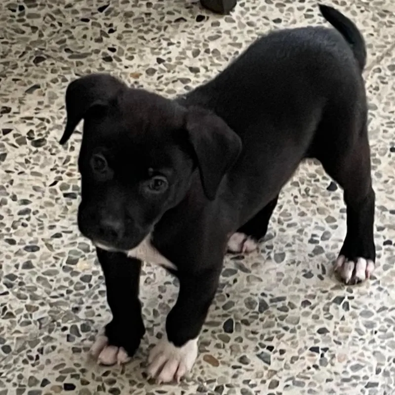 Polo  The Most thumbnail 4