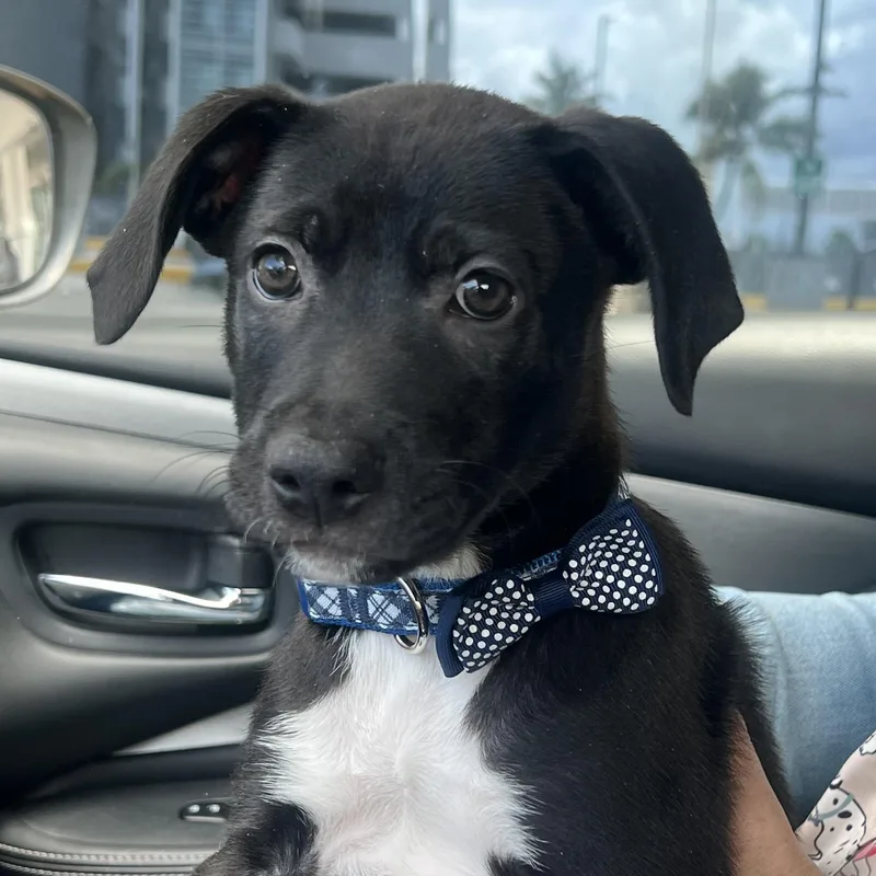 Polo  The Most thumbnail 5