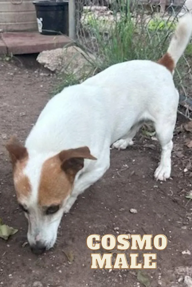 A young medium-sized male Jack Russell Terrier dog named Cosmo for adoption in Columbia, TN