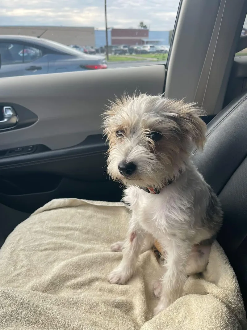 A baby small-sized male White / Cream Terrier dog named Oreo for adoption in Gainesville, VA