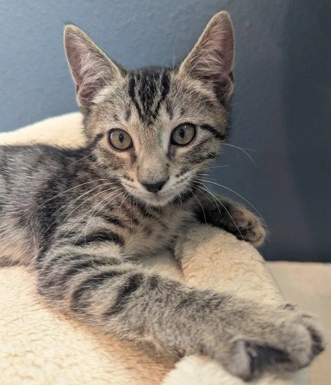 A baby medium-sized male Brown / Chocolate Domestic Short Hair cat named Casio for adoption in Oviedo, FL
