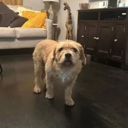An adult medium-sized female Apricot / Beige Mixed Breed dog named Cookie for adoption in Verona, NJ