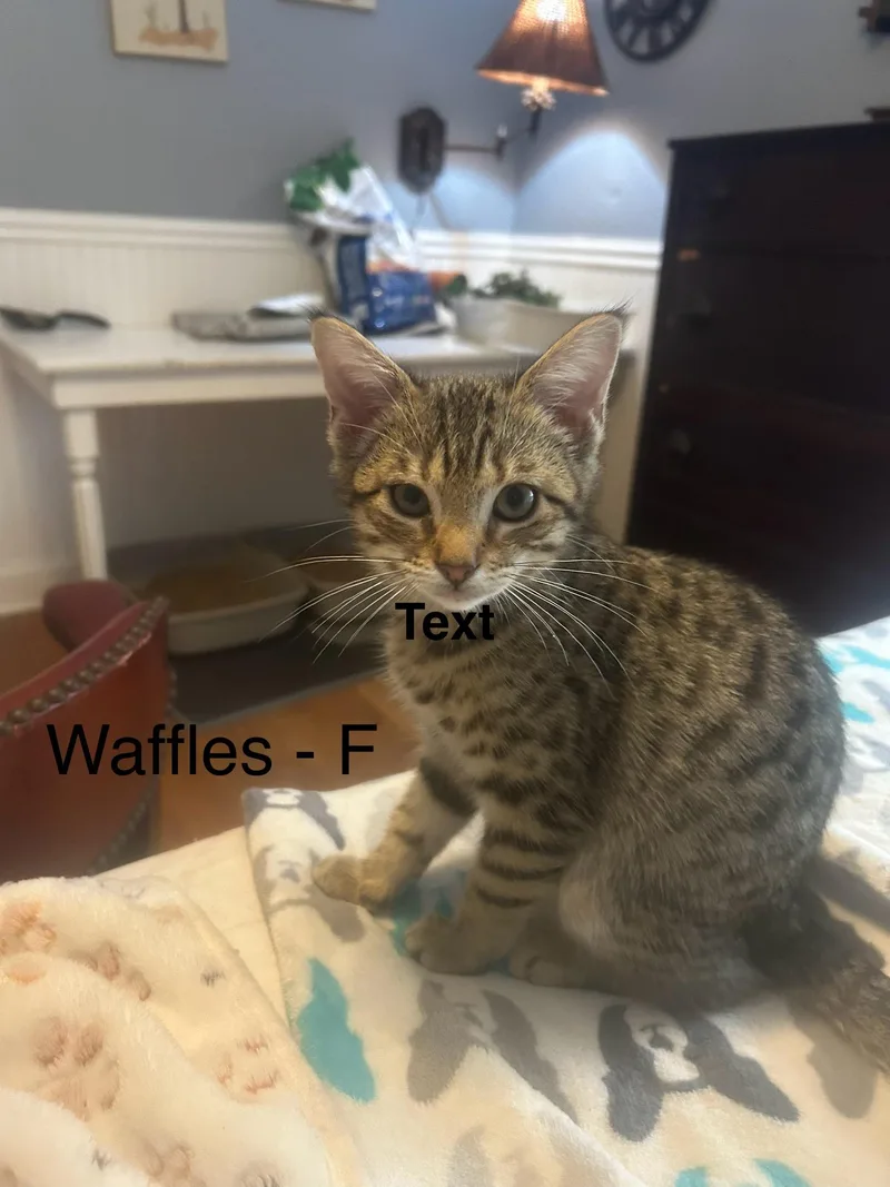 Waffles thumbnail 2
