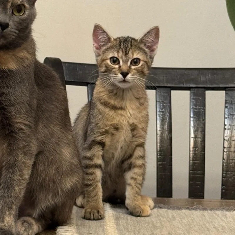 A baby medium-sized female Calico Domestic Short Hair cat named Coral for adoption in Colonia, NJ