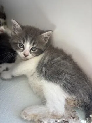 A baby small-sized female Domestic Medium Hair cat named Barracuda for adoption in Manteo, NC
