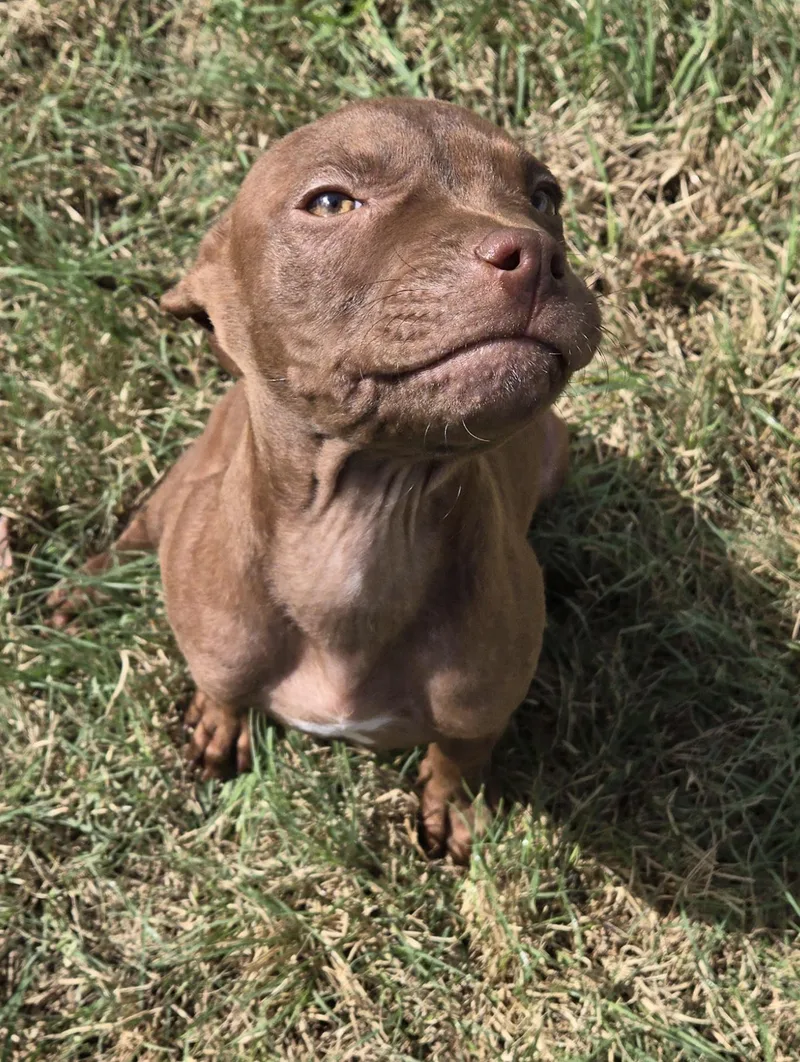 A baby medium-sized male Pit Bull Terrier dog named Morris McGurk for adoption in Graham, TX