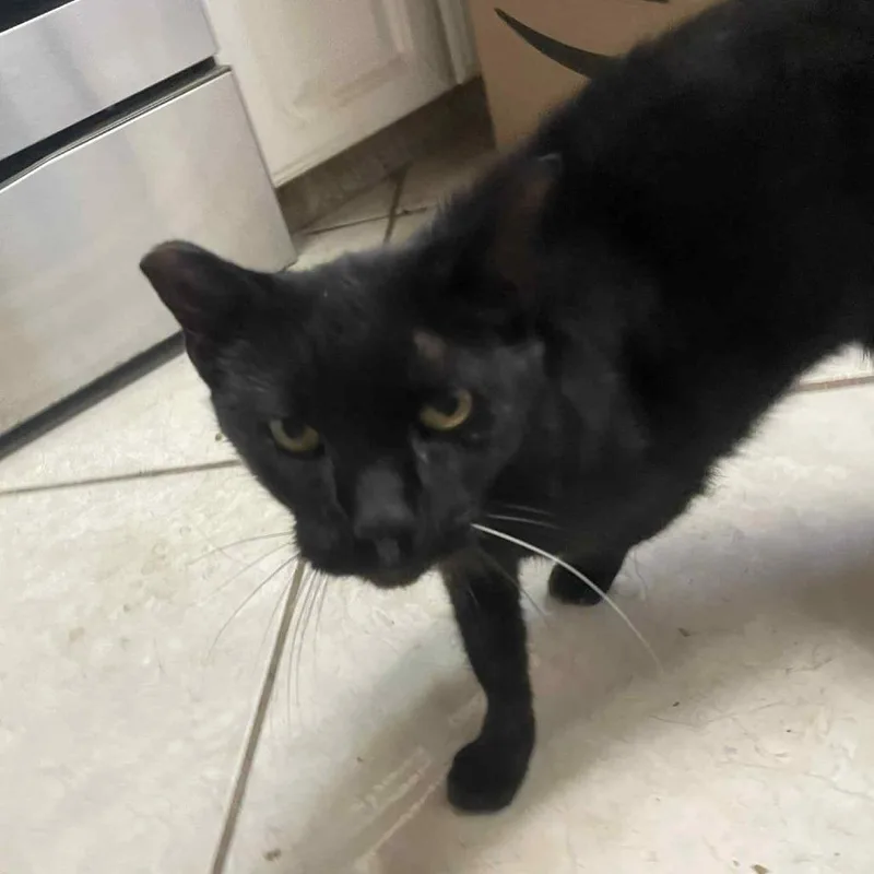 An adult small-sized female Black Domestic Short Hair cat named Olive for adoption in Hemet, CA