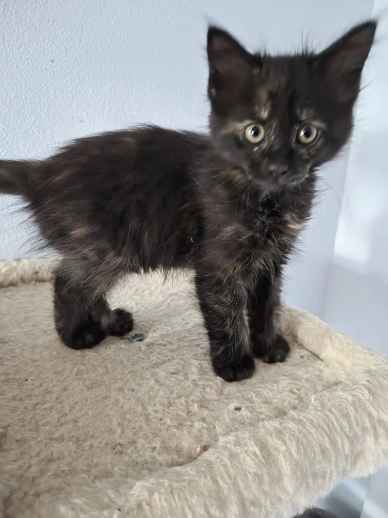A baby medium-sized female Domestic Short Hair cat named Sundae for adoption in Orlando, FL