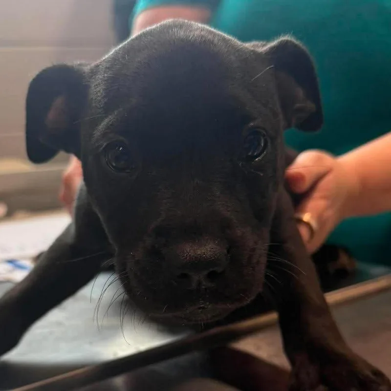 A baby small-sized female Black Mixed Breed dog named Pepper for adoption in Beckley, WV