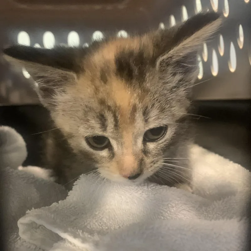 A baby small-sized female Torbie Domestic Medium Hair cat named Evol for adoption in Greensboro, NC