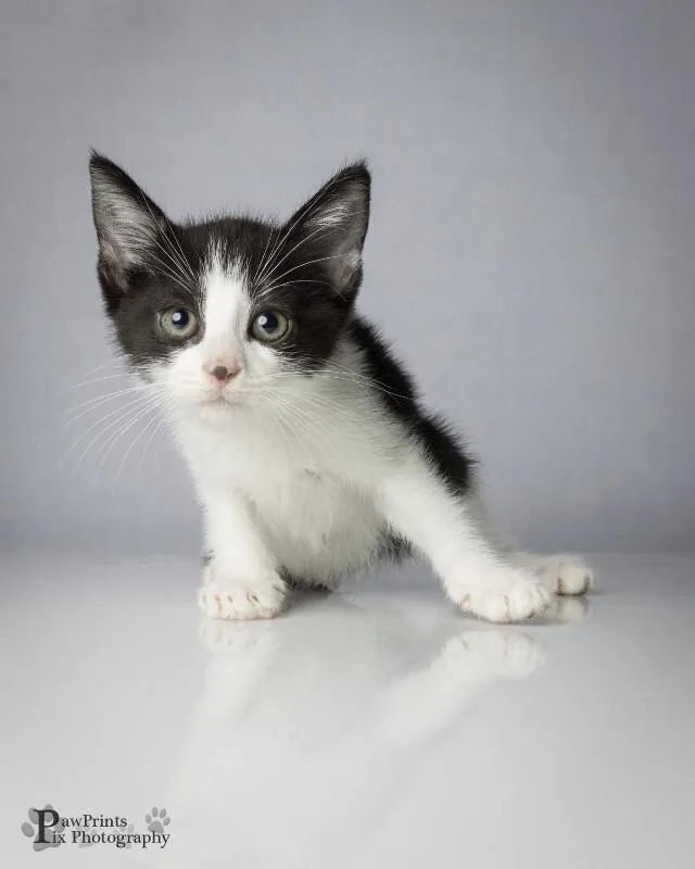 A young medium-sized male Black & White / Tuxedo Domestic Short Hair cat named Nugget for adoption in Maryville, TN
