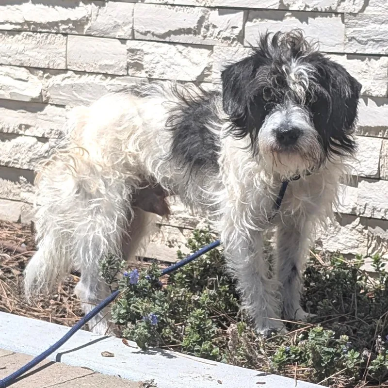 An adult small-sized male White / Cream Poodle dog named Mack  Chino Hills for adoption in Chino Hills, CA