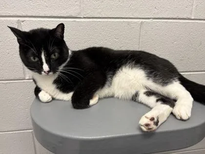 An adult small-sized male Domestic Short Hair cat named Chong for adoption in West Chester, PA