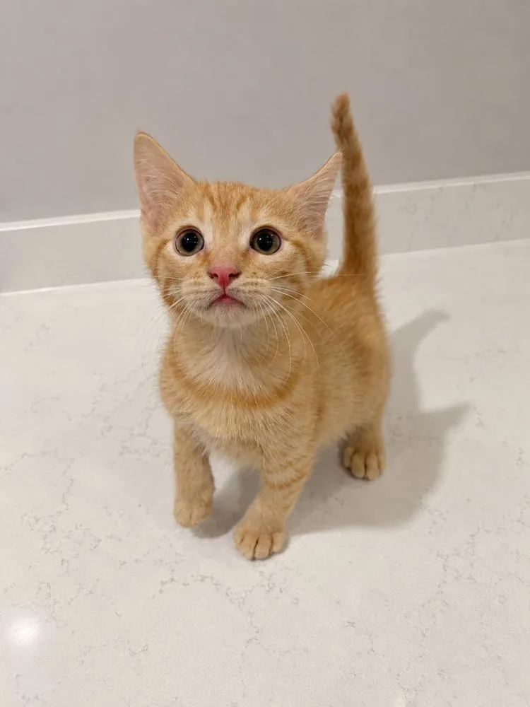 A baby small-sized male Tabby (Orange / Red) Domestic Short Hair cat named Copper for adoption in Homer Glen, IL