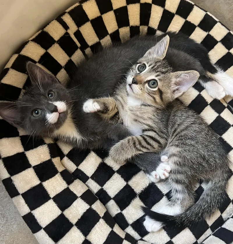 A baby small-sized male Tabby cat named Chip for adoption in Los Angeles, CA