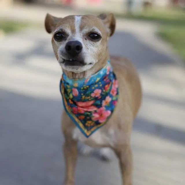 An adult small-sized male Chihuahua dog named Titus for adoption in San Antonio, TX