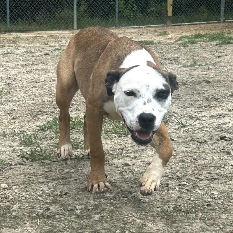 Twizzler thumbnail 2