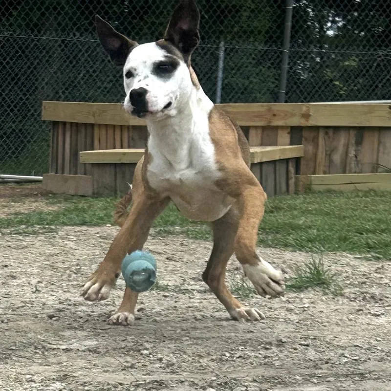 Twizzler thumbnail 3