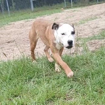 Twizzler thumbnail 4