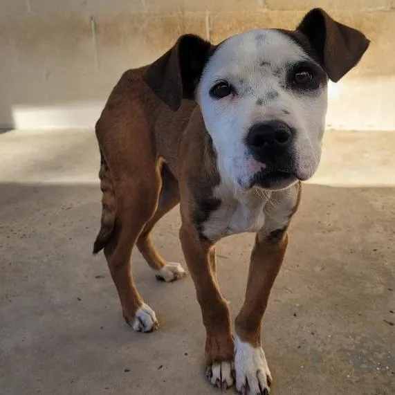 Twizzler thumbnail 5