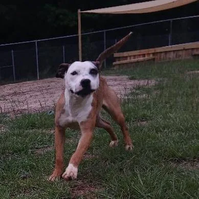 Twizzler thumbnail 6