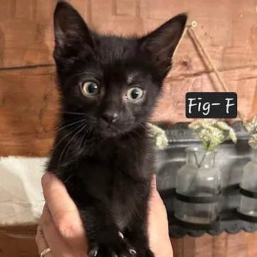 A baby small-sized female American Shorthair cat named Fig for adoption in Danbury, CT