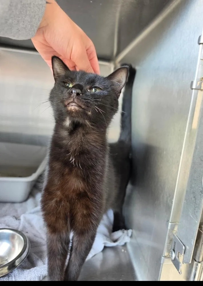 A young small-sized female Black Domestic Short Hair cat named Attie for adoption in Metamora, IL