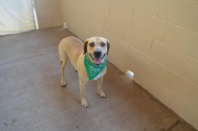 A senior large-sized male Labrador Retriever dog named Cloverfield for adoption in McKinney, TX