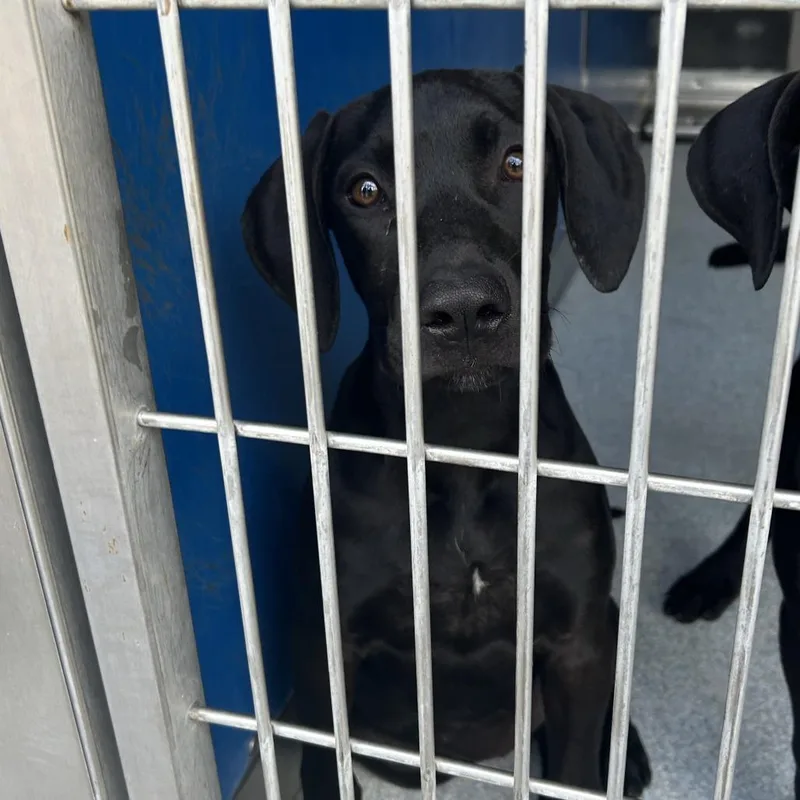 A baby medium-sized female Pit Bull Terrier dog named Adeline for adoption in Long Beach, CA