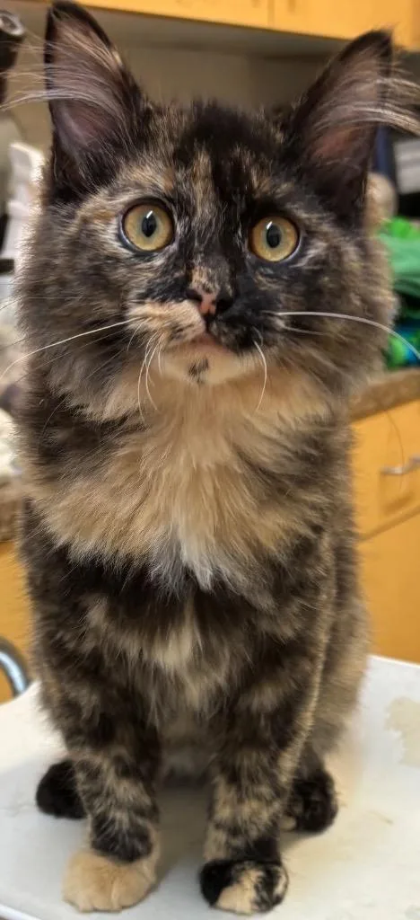 A baby small-sized female Domestic Long Hair cat named Athena for adoption in Elizabethton, TN