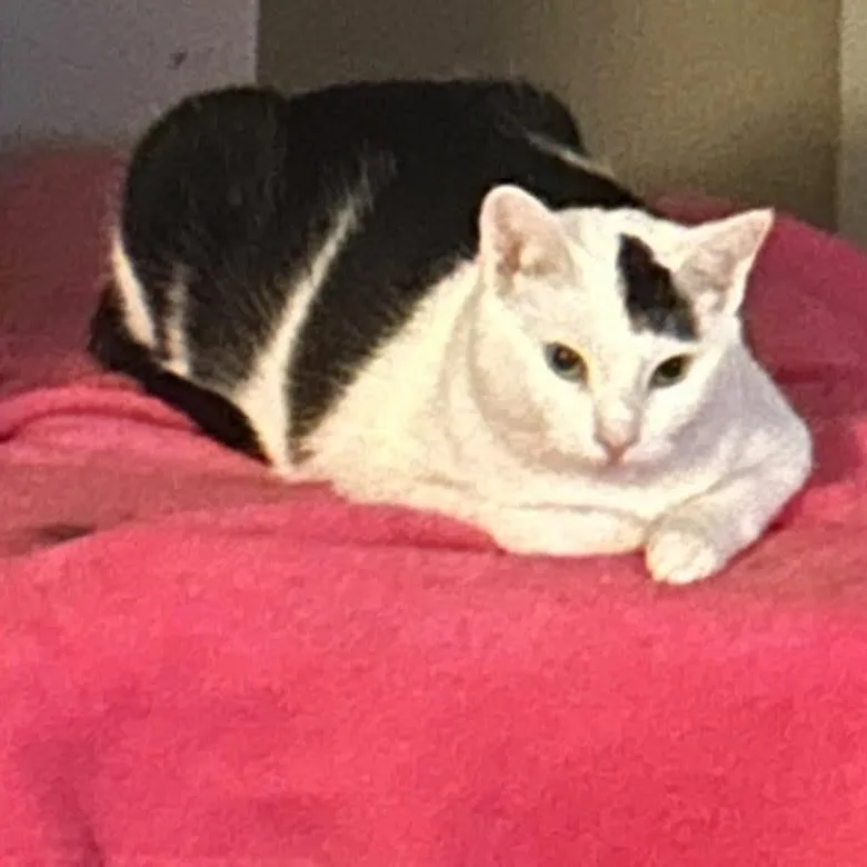 An adult extra large-sized female Domestic Short Hair cat named Baby for adoption in Newark, NJ